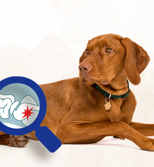 The Ultimate Guide to Probiotics for Dogs