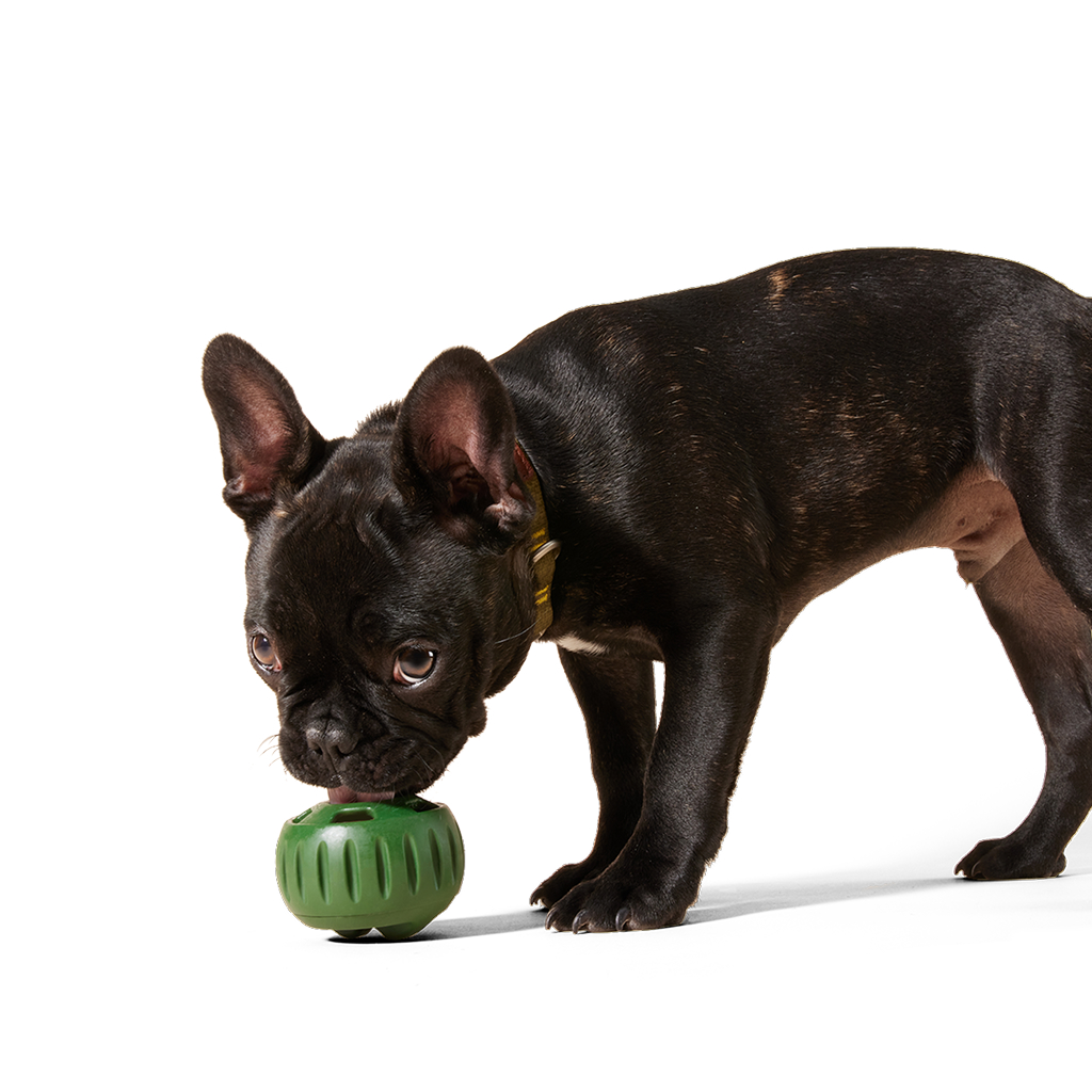 Woof Green Pupsicle Long-Lasting Interactive Toy for Dogs, Extra Large image number null